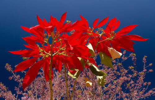 Chalé Flores e Amores - Photo 10