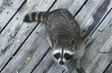 Secluded Home with Mini Waterfall and a Creek in Hot Springs - Foto 12