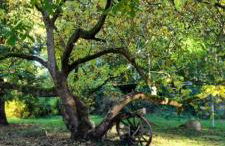 The Cottages - Pet Friendly - Photo 15