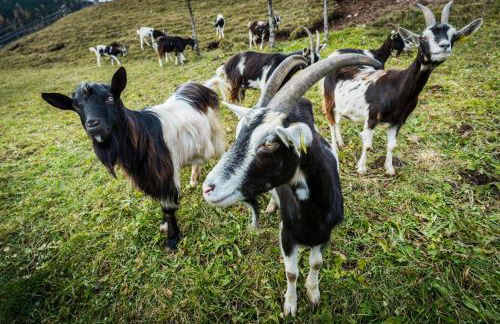 Agritur Ciasa Dò Parè - Foto 26