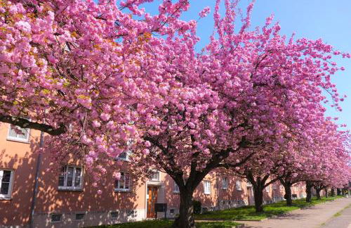 Apartment Kirschblüte mit Balkon - Foto 13