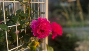 Maison de bord de Loire - Photo 3, Garden