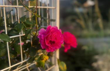 Maison de bord de Loire - Photo 3