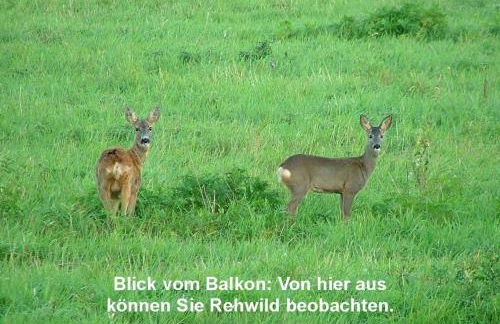 Ferienwohnung Sonnenblick - Foto 10