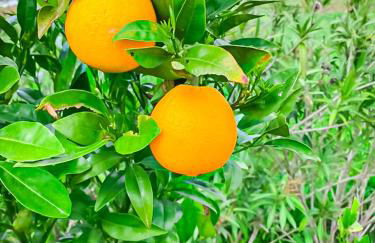 Vale da Lama - Foto 26