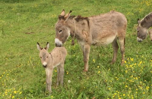 Agriturismo La Betulla - Photo 139