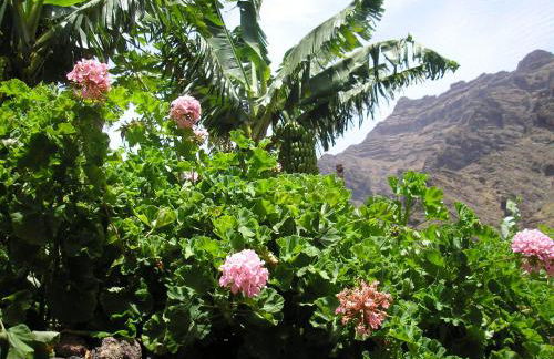 Goyo Gomera Apartments - Foto 48
