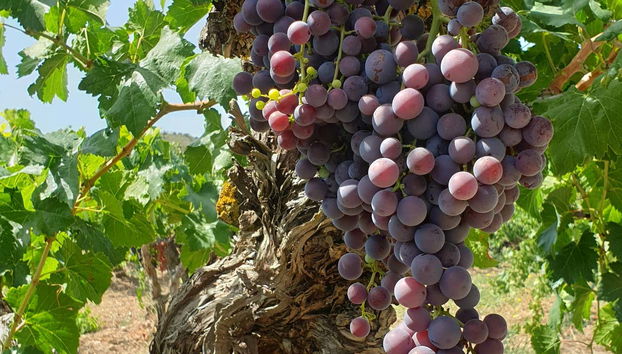 Tour in Algerri - Photo 3