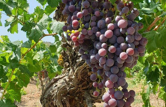 Tour in Algerri - Photo 3