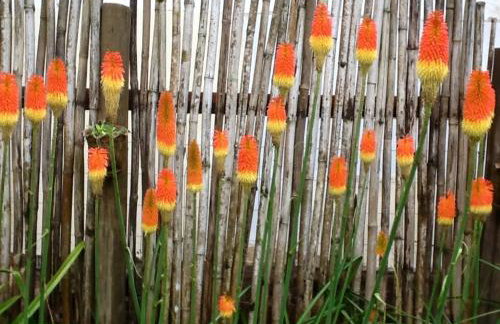 Chalé Ametista na Amarte perto do Templo Budista - Foto 39