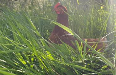 Agriturismo Torre Ercolana - Foto 39