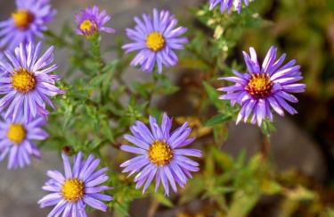 Agroturystyka Ajmarya apartament - Foto 15