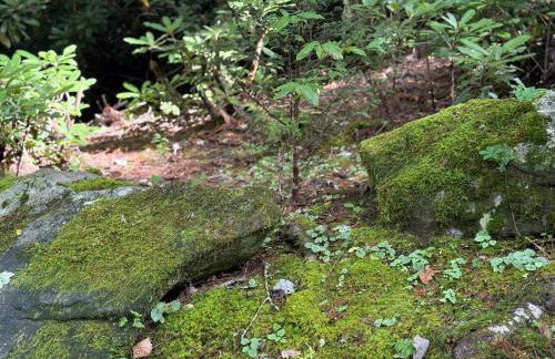 Tree Top Mountain Lodge - Photo 71