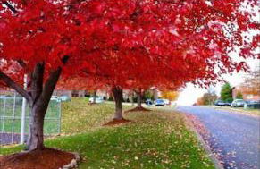 HONORAY-Kes - Foto 25