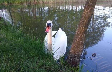 Dom Nad Jeziorem Staw - Foto 28