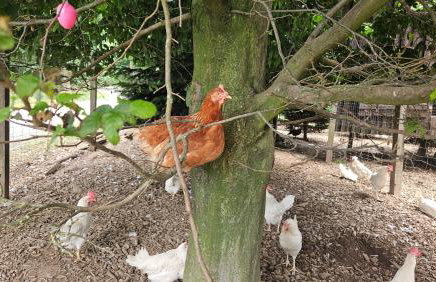Natur-Design "Platzhirsch Sauerland" - Sauna, Kamin, Balkon, Garten, Hütte, Grill - Foto 58
