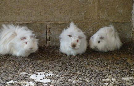 Hort de Mao - Photo 32