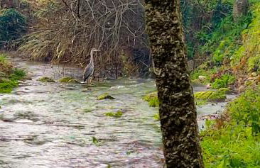 River House - Casas do Rio Tora - Foto 12