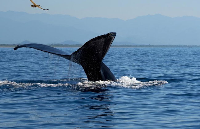 Humpback Whale Watching Tour - Photo 1