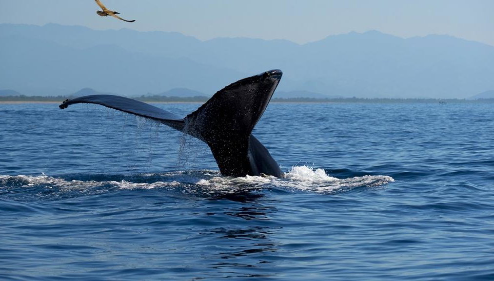 Humpback Whale Watching Tour - Photo 1