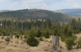 Ferienwohnungen Ludwigsthal - Foto 33