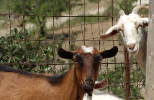 Arodamos Guesthouse - Foto 41