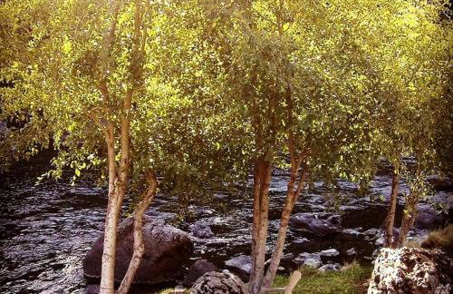 Family-Size Cottage with Trinity River Views in California - Foto 6