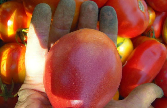 Agriturismo Ponterosa - Foto 16