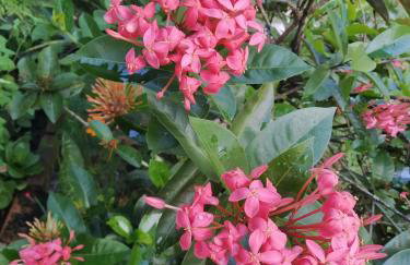 SÍTIO CONQUISTA FELIZ - Foto 33