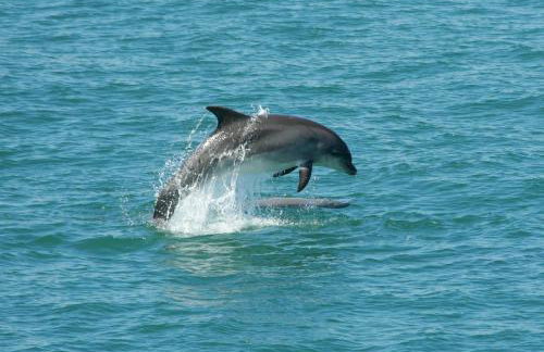 Buttercup Cottage Cardigan - Foto 14