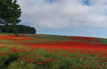 Ferienhaus am Yachthafen - Foto 31