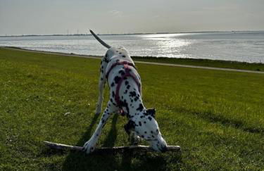 FeWo Lütt Nest in Sankt Margarethen Hunde sind herzlich willkommen - Photo 23
