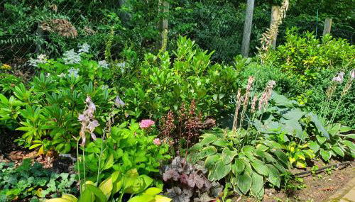 Waldhaus Harz, Natur pur mit Pool, Sauna und traumhaften Garten - Foto 5