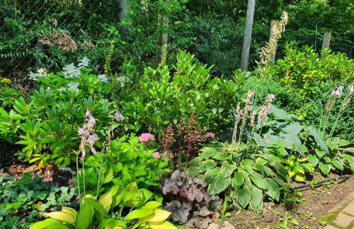 Waldhaus Harz, Natur pur mit Pool, Sauna und traumhaften Garten - Foto 5