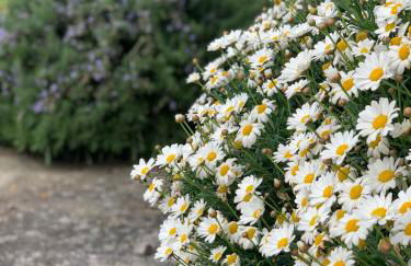 Domus Mellis - Foto 18