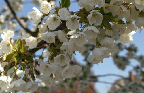 Ferienhaus Am Leuchtturm - Photo 8