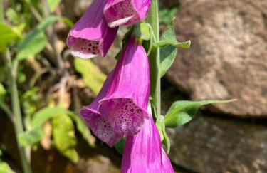 Ferienhaus Le Bain du Corbeau - inklusive Gratis-Eintritt zu 80 touristischen Highlights im Schwarzwald - Foto 16