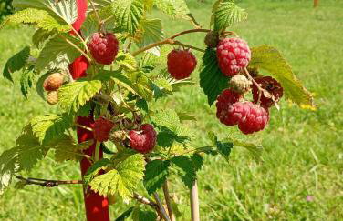 Agriturismo Carne Sicura - Foto 2