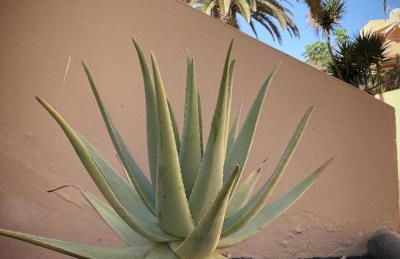 Aloe - Photo 37