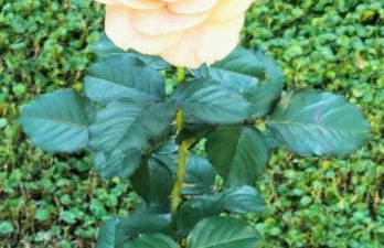 Bilocale Le Rose - Foto 1