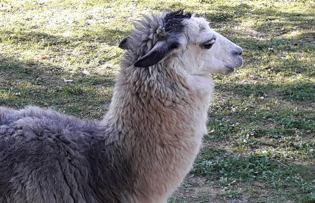 Farmhouse in Tuscany With Pool & Near Pisa - Foto 16