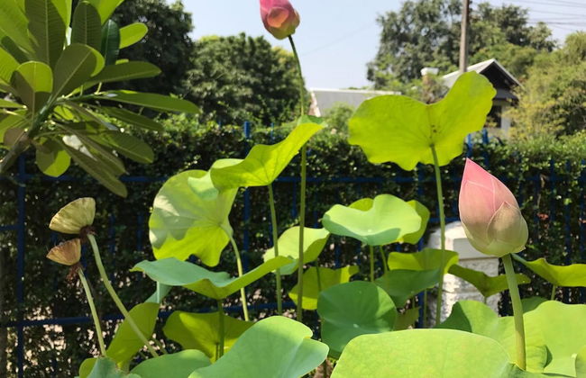 A Taste of Europe in Chiang Mai - Foto 40