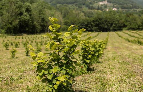 Podere Groppini - Foto 9