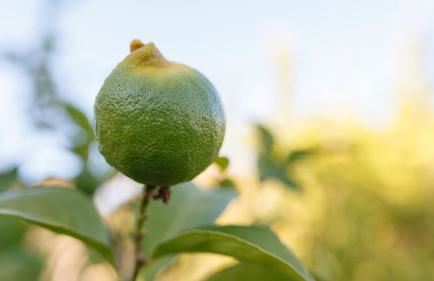 Villa Iris with Pool - Foto 36