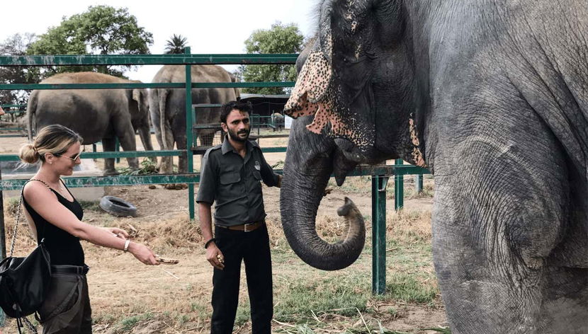 Elephant Conservation and Care Center Day Trip - Foto 2