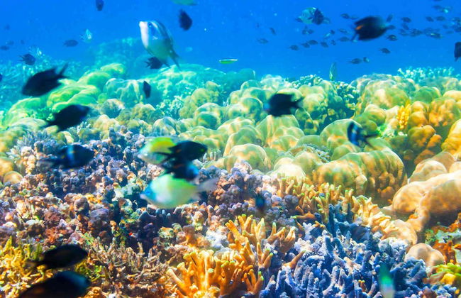 Shipwreck & Coral Reef Tour - Photo 1
