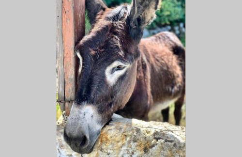 Lava House - Foto 32