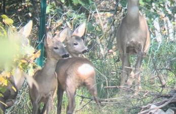 Dimora del Capriolo - Foto 24