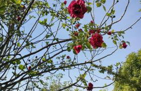 La Candelora Casa Vacanze - Foto 30