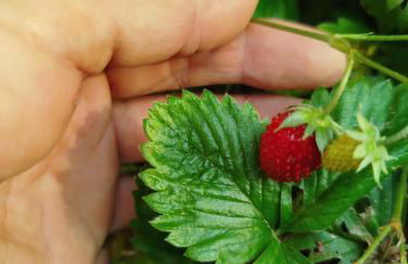 Maison de charme - Foto 22